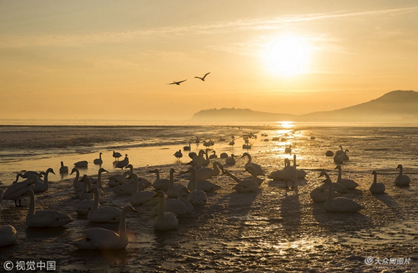 In pics: beautiful sunrise at Swan Lake in Rongcheng