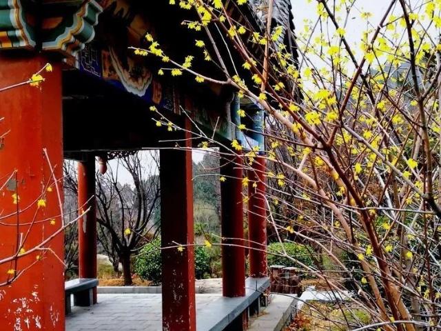 Sniff the fragrance of wintersweet flowers in Tai'an