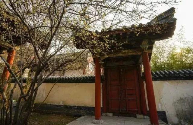 Sniff the fragrance of wintersweet flowers in Tai'an