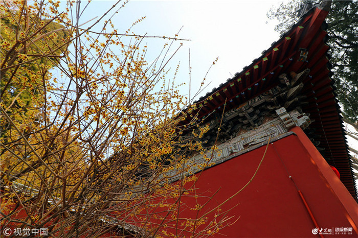Blooming wintersweet flowers seen at Dai Temple