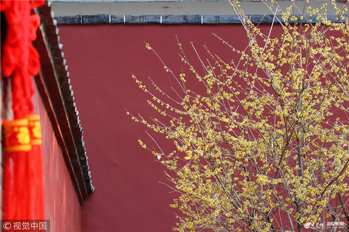 Blooming wintersweet flowers seen at Dai Temple