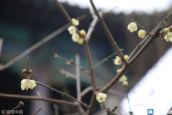Plum blossoms seen at Jinan Baotu Spring Park