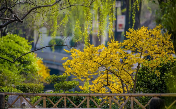 Time to enjoy various flowers in Jinan