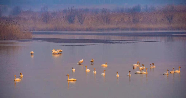 Gracious swans add beauty to Jinan