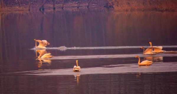 Gracious swans add beauty to Jinan