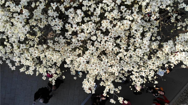 Spectacular magnolia flowers on show at Jinan Baihua Park