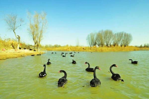 Black swans inhabit Jixi Wetland Park
