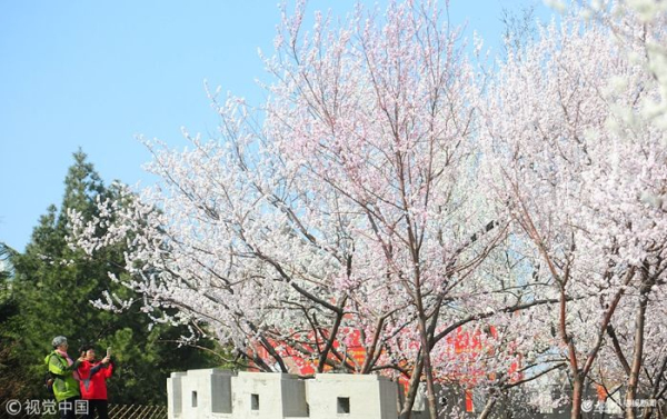 Peach blossoms seen at Qianfo Mountain Scenic Spot
