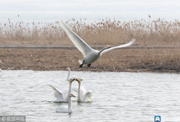 Swans head back after spending winter in Rongcheng