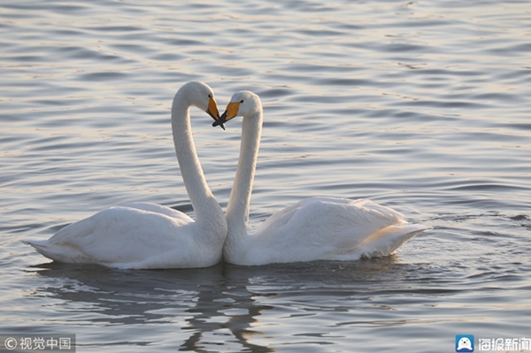 Swans head back after spending winter in Rongcheng