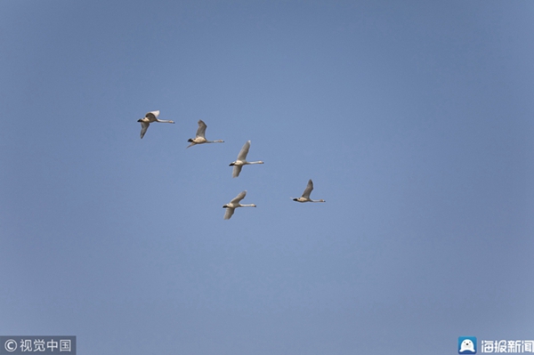 Swans head back after spending winter in Rongcheng