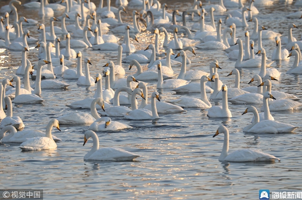 Swans head back after spending winter in Rongcheng