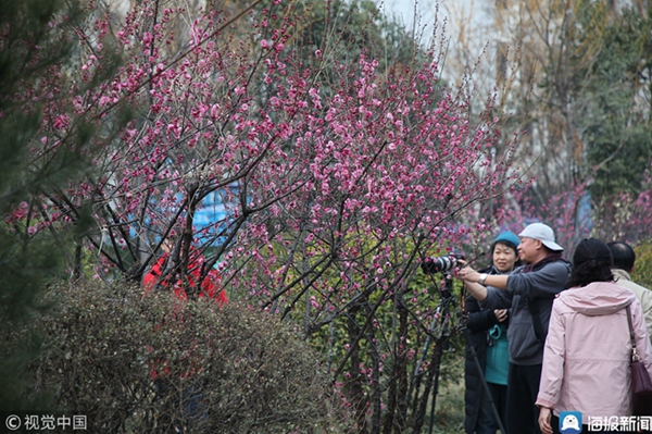 Plum blossoms breathe life to Shandong University