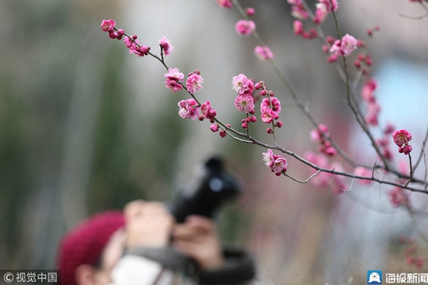 Plum blossoms breathe life to Shandong University