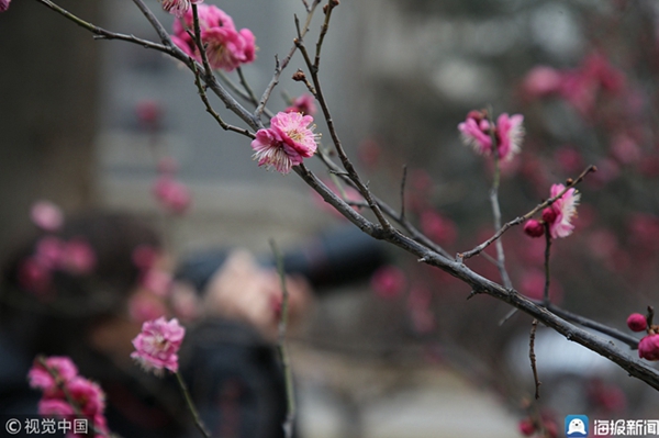 Plum blossoms breathe life to Shandong University