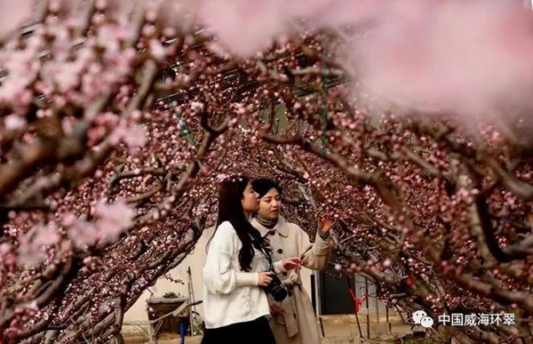 Admire peach blossoms in Weihai