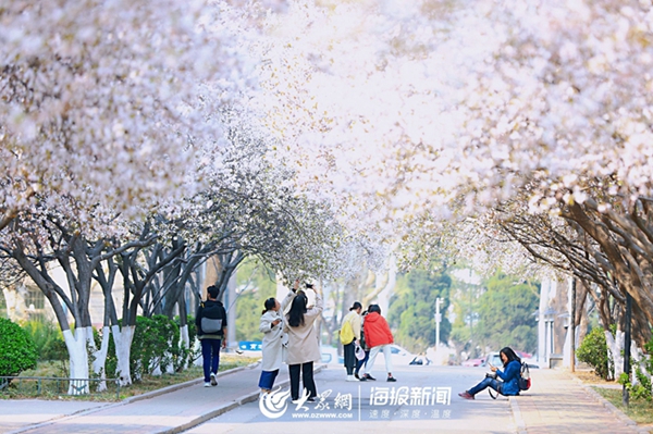Bloomy plum blossoms adorn Shandong Normal University