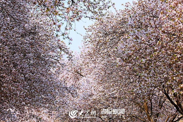 Bloomy plum blossoms adorn Shandong Normal University