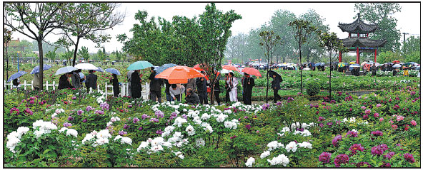 A full district for peony cultivation in Heze