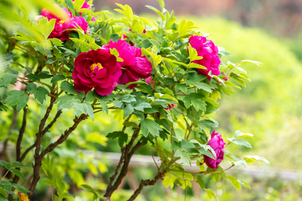 Blooming peonies at Baihua Park ready for tourists