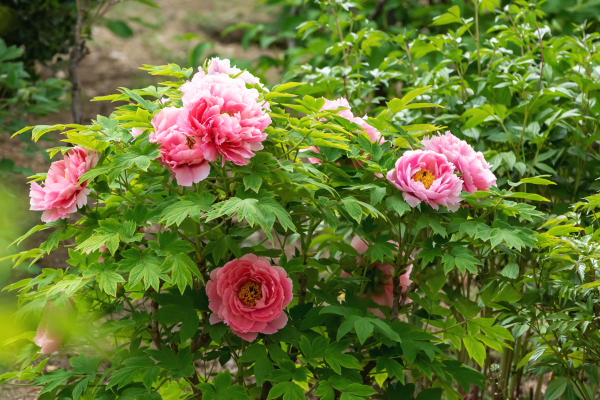 Blooming peonies at Baihua Park ready for tourists