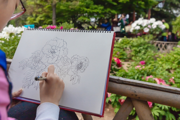 Blooming peonies at Baihua Park ready for tourists