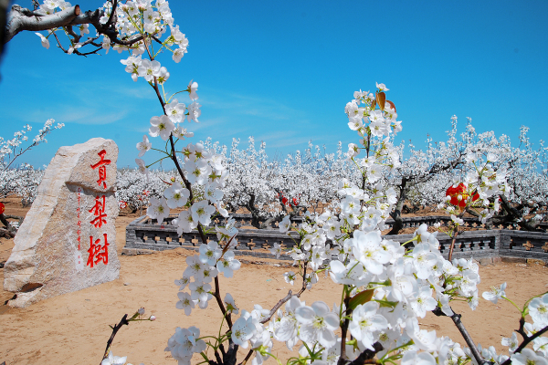 Pear blossoms festival returns to Laiyang