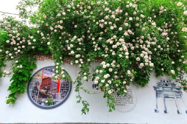 Blooming Chinese roses add beauty to Jinan