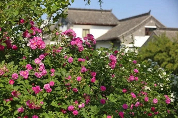 Blooming Chinese roses add beauty to Jinan