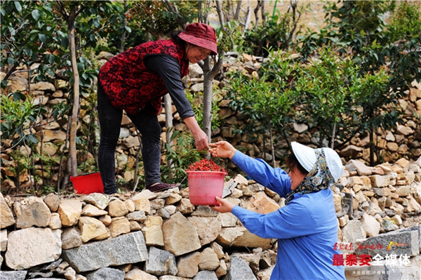 Take a cherry-picking tour to Dayuhe village