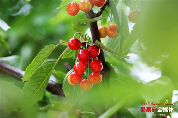 Take a cherry-picking tour to Dayuhe village