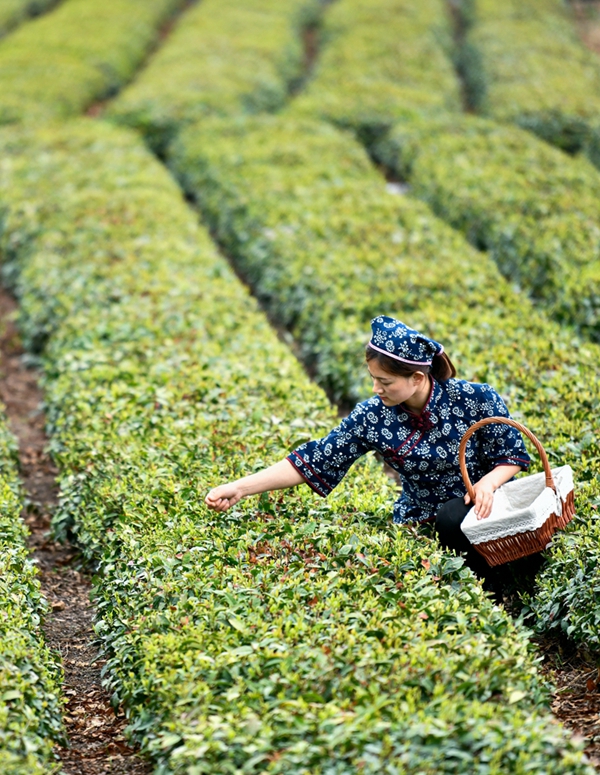 Tea growers pick spring tea in Rizhao