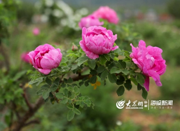 Pingyin county ready for regional rose products expo