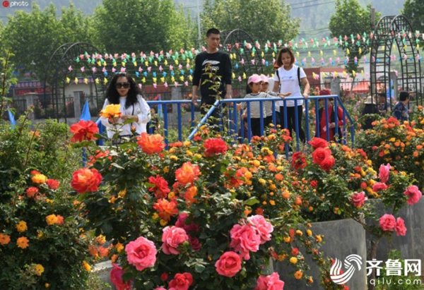 Pingyin roses ready for visitors