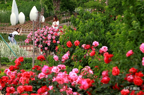 Spectacular roses amaze visitors in Qingdao