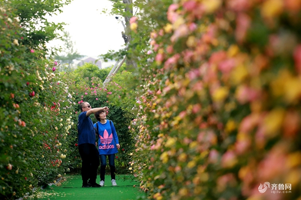 Spectacular roses amaze visitors in Qingdao