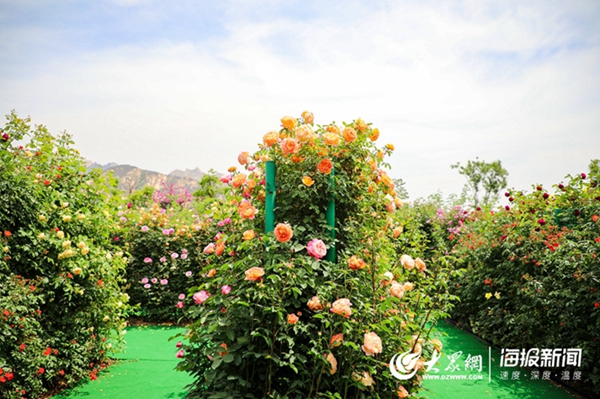 Spectacular roses amaze visitors in Qingdao