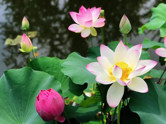 Blooming lotus flowers add color to Jinan