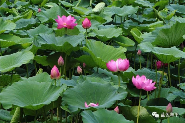 Blooming lotus flowers seen at Yuniao River