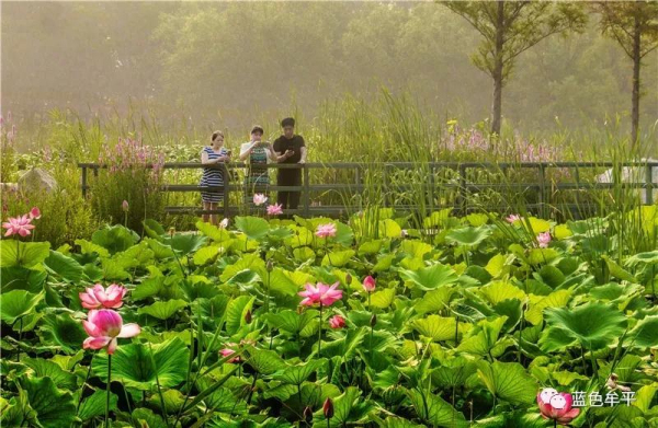 Blooming lotus flowers seen at Yuniao River