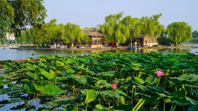 Annual lotus blossom art festival underway until Aug 14