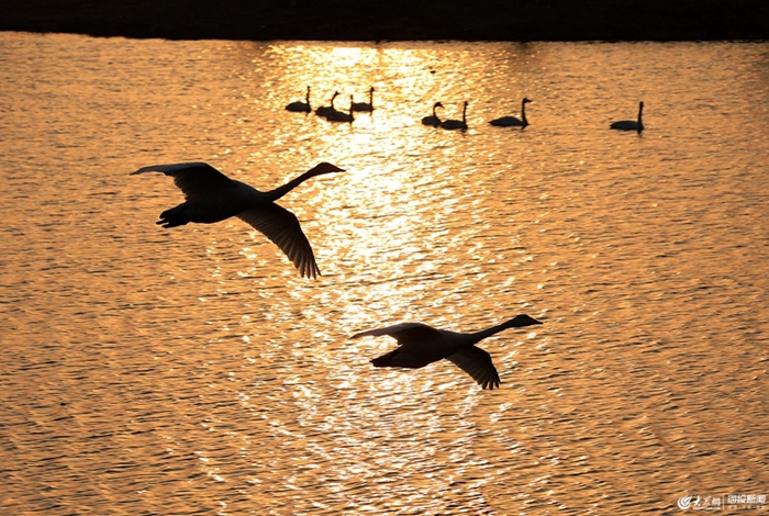 Whooper swans to migrate as season changes in Weihai