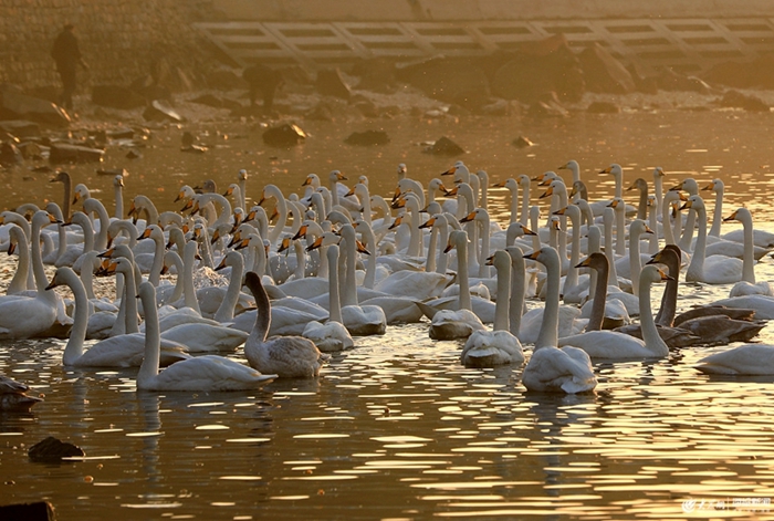 Whooper swans to migrate as season changes in Weihai