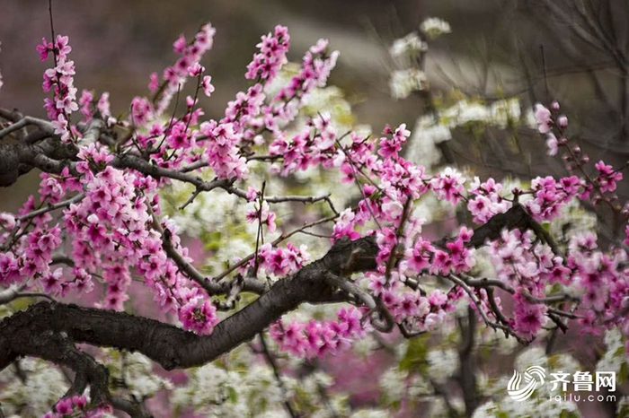 Spring flowers add vitality to Shandong