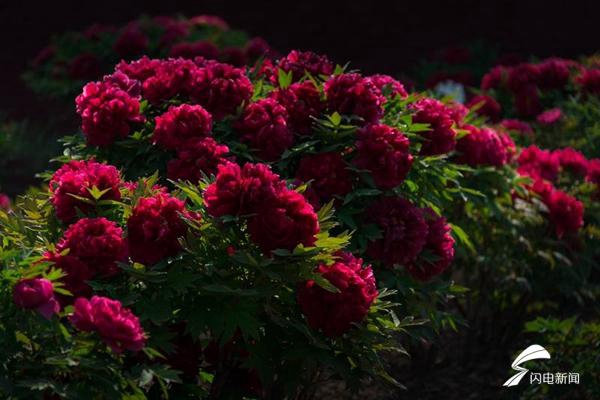 Heze peony festival opens to visitors