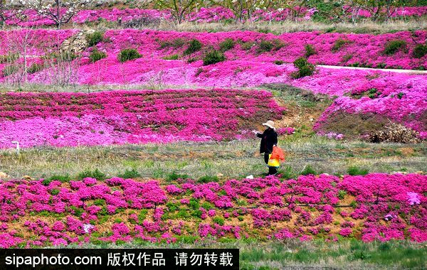 Shandong to build 1,000 scenic villages by 2022