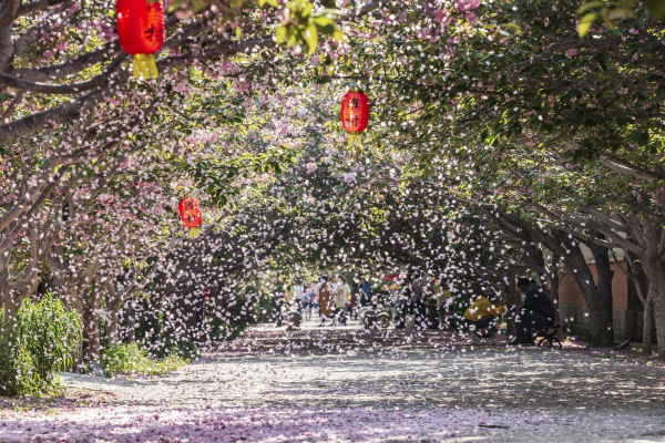 Cherry blossoms blanket Laiyang, Yantai