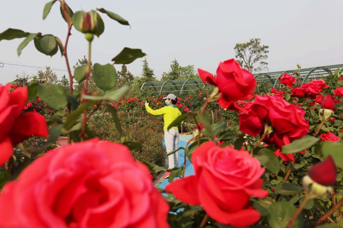 Tourists enjoy floral scenery in Shandong