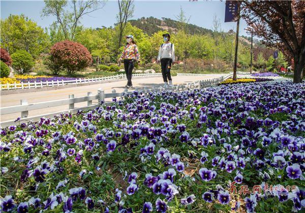 Qingdao flower expo opens