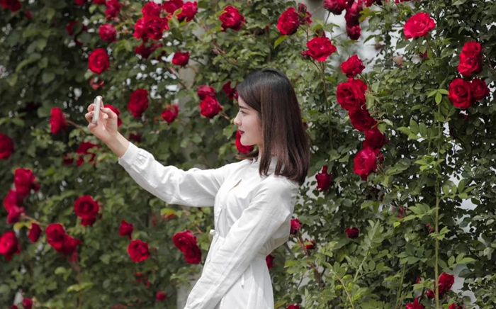 Admiring blooming Chinese roses in Taierzhuang ancient town